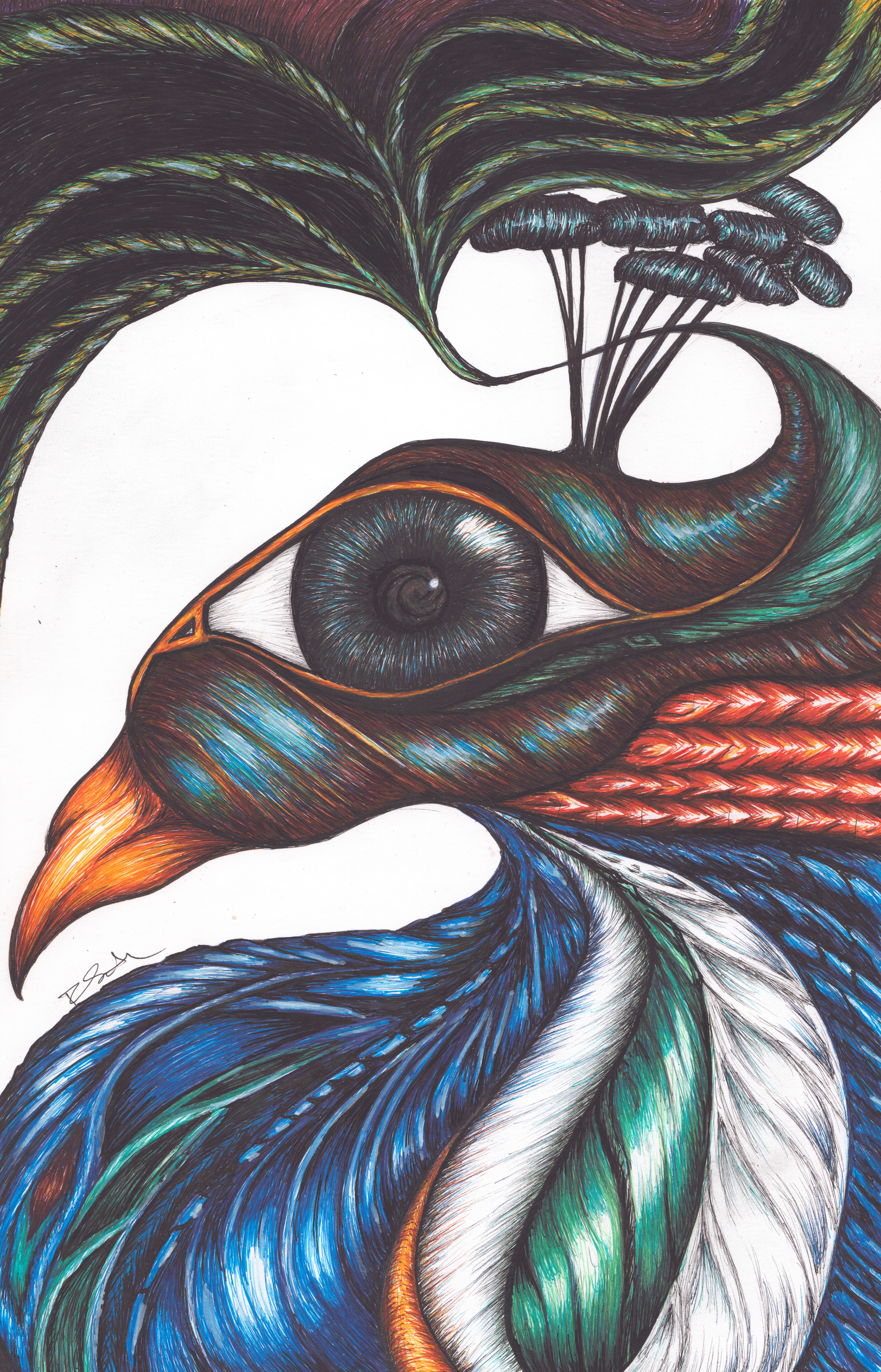 Peacock Spirit Animal Portrait - hand drawn ink art print